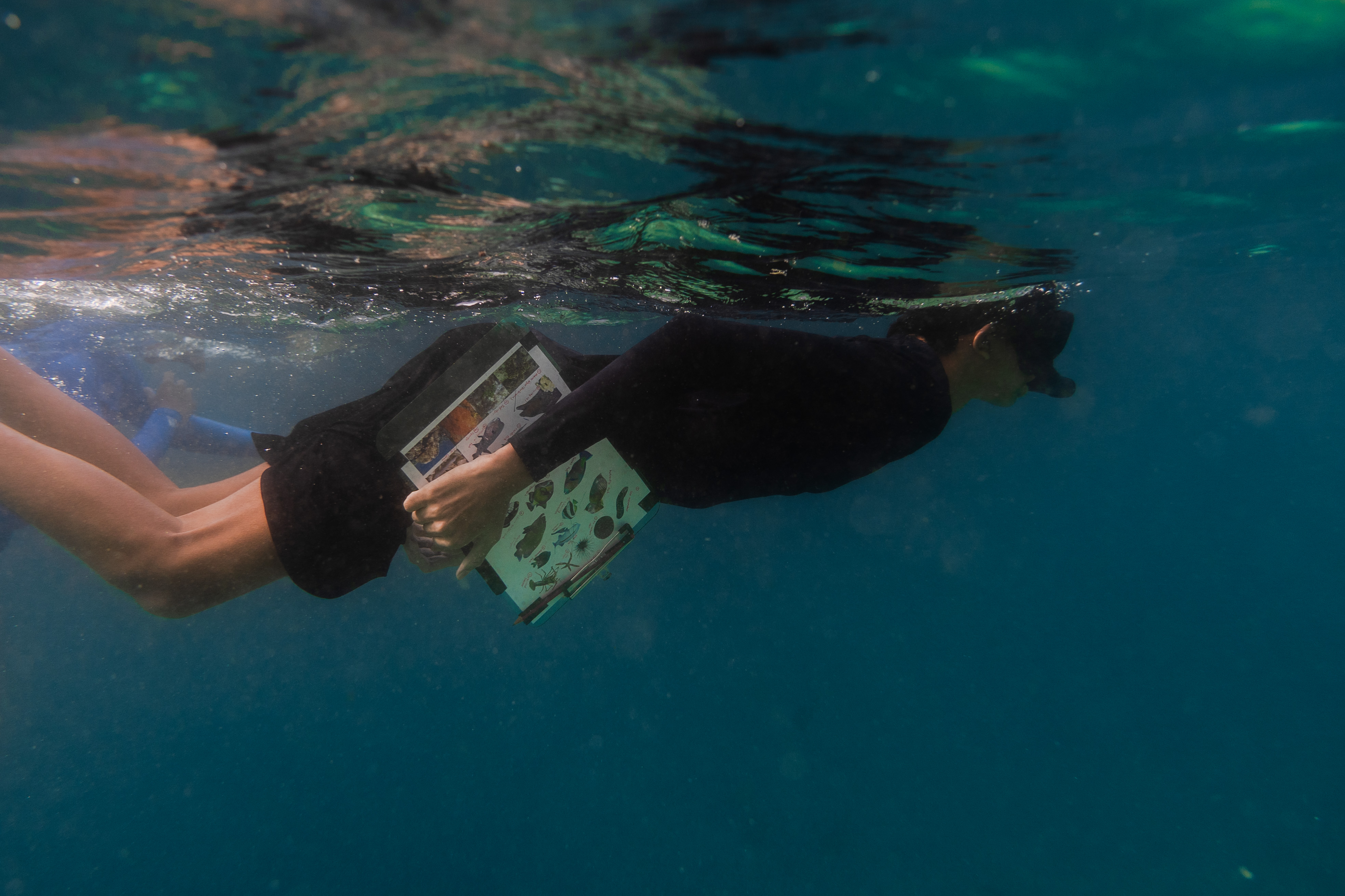 Marine Biology Reef Fish Identification & Surveying