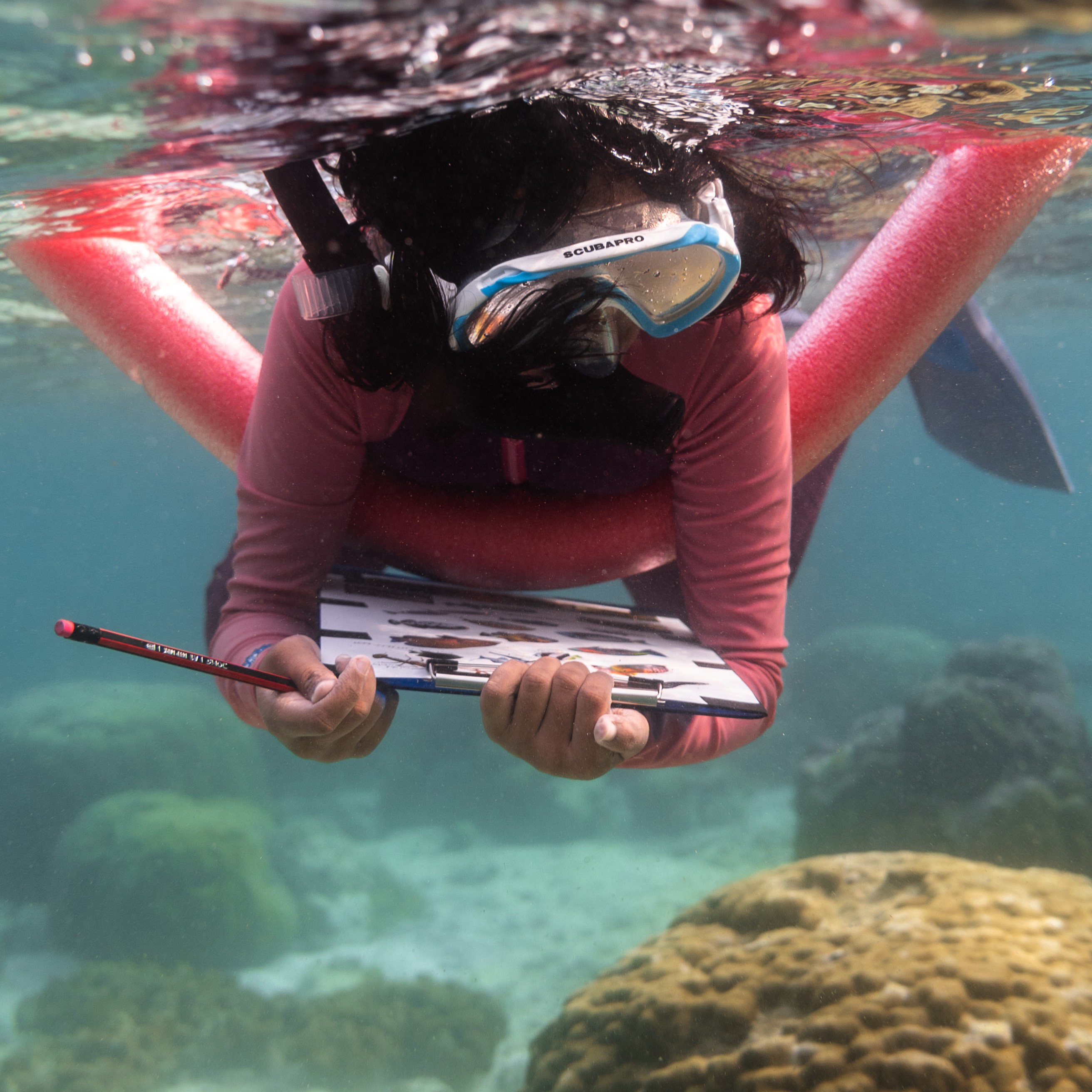 THE ISLAND MARINE BIOLOGY