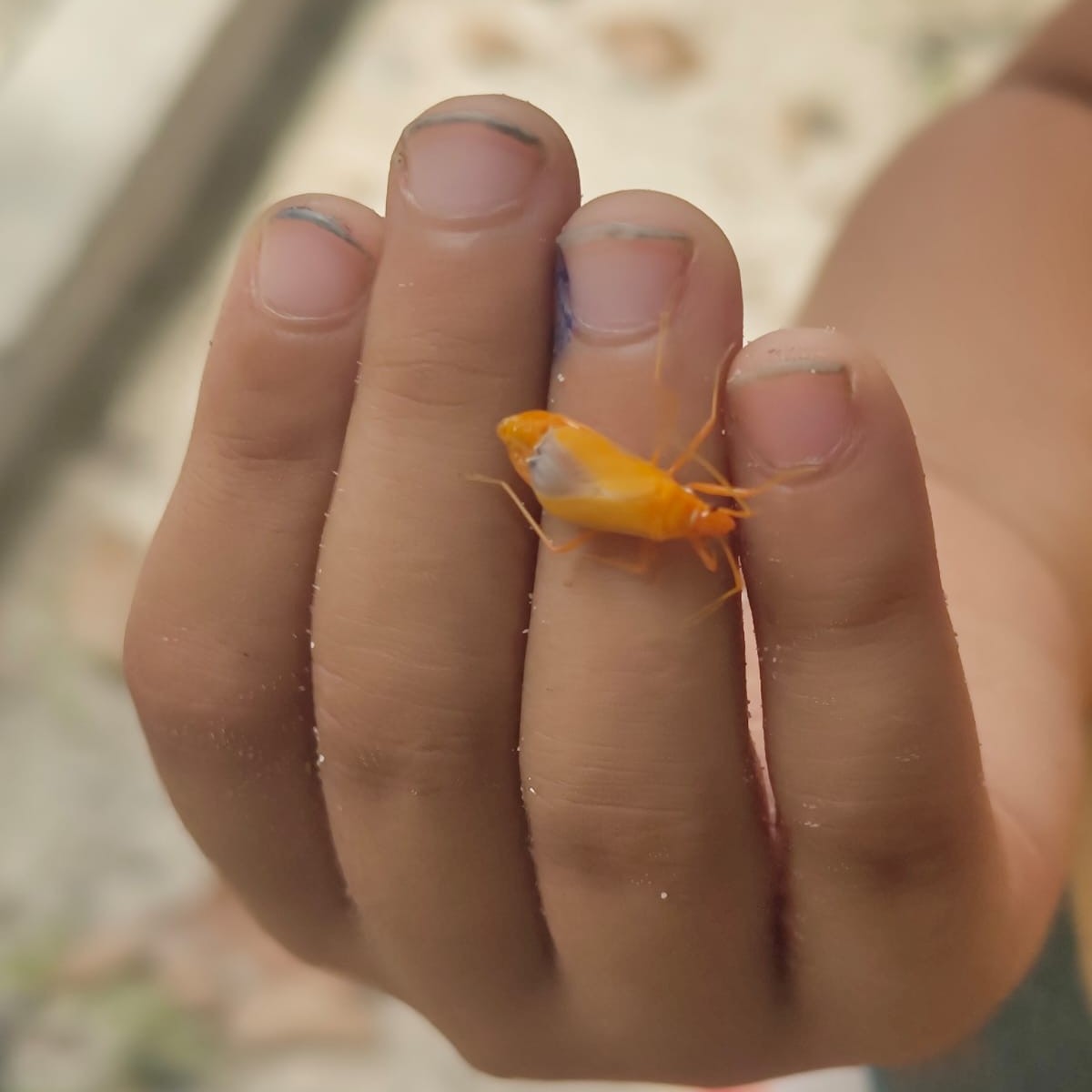 Mini Naturalist: Bugs, Insects and Habitats