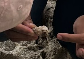 HERMIT CRAB WORKSHEET